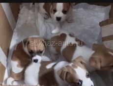 Джек Расел щеночки