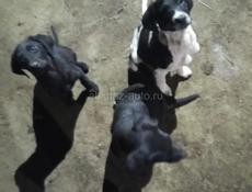 В добрые руки