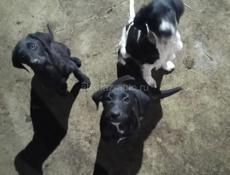 В добрые руки