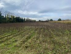 Бамбора 50 сотых