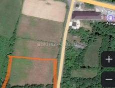 Бамбора 50 сотых