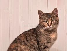 Кошка в добрые руки