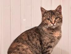 Кошка в добрые руки