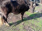 Продаётся бычок 