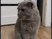 Шатланская кошка веслоухая