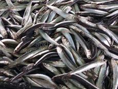 ПРОДАМ ТЕЛЕНКА