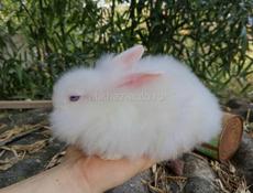 Карликовые кролики. 