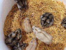 Хомяки, сирийские и джунгарские.