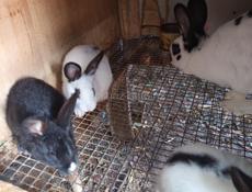 Кролики больших пород.