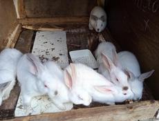 Кролики больших пород.