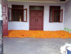 Продам тонну мандарин 