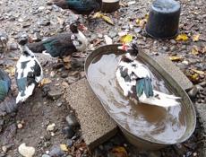 Утки и индоутки.