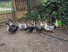 Утки и индоутки.