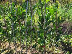 САЖЕНЦЫ МАНДАРИН СЕНТЯБРЬСКИЙ