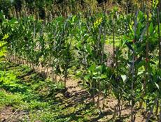 САЖЕНЦЫ МАНДАРИН СЕНТЯБРЬСКИЙ