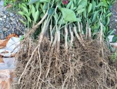 САЖЕНЦЫ МАНДАРИН СЕНТЯБРЬСКИЙ