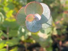 Саженцы Эвкалипта Ганна