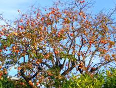 Плоская хурма сладкая 