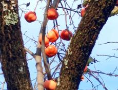 Плоская хурма сладкая 