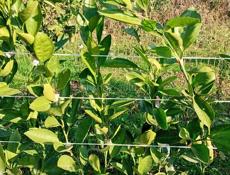 Продаются саженцы мандарин раний сорт (сентябрьский)