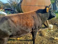 Продаю бычка