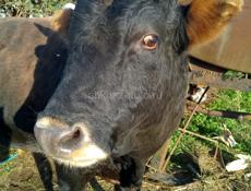 Продаю бычка