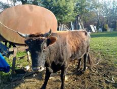 Продаю бычка