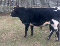 Продается бычок