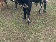 Продается бычок