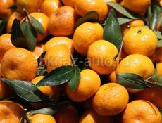 МАНДАРИНЫ собранные