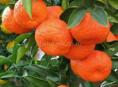 МАНДАРИНЫ самосбор с сада
