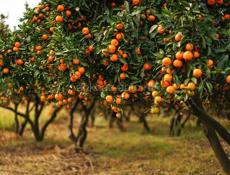 МАНДАРИНЫ самосбор с сада