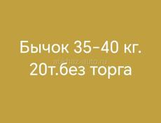 Маленький бычок. 8-9месяцев.20т.