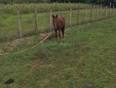 Продаю лошадь 