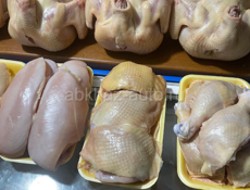 Домашняя курица 