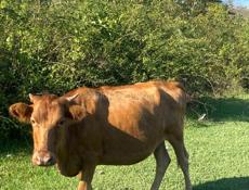 Продаю корову 