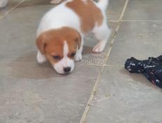 Джек Рассел 