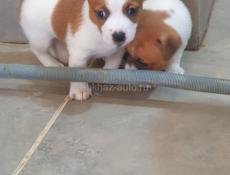 Джек Рассел 