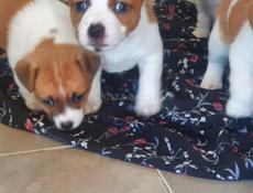 Джек Рассел 