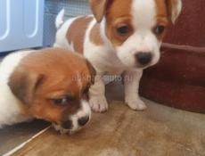 Джек Рассел 