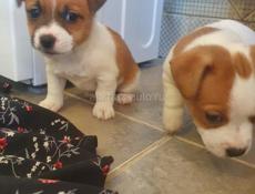 Джек Рассел 