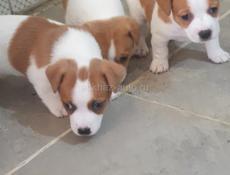 Джек Рассел 