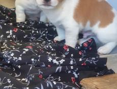 Джек Рассел 