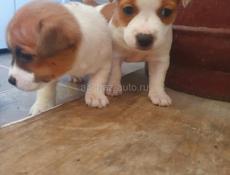 Джек Рассел 