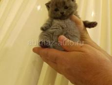 Шотландские котята 🌸🌸🌸🌸🌸🌸🌸🌸🌸🌸