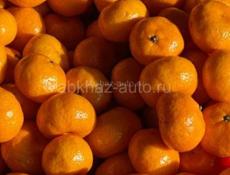 мандарин продаем вес аранжевый средний крупный по 75 , мелкий 50 руб, собран до десяти тонн, не собран до 30 тонн и выше