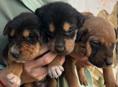 Щенки 