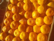 Мандарин 15т