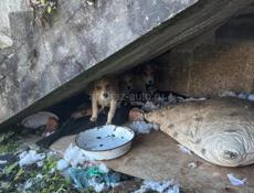 Щенки ищут дом