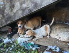 Щенки ищут дом 